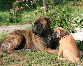 Картинка животные собаки