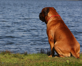 Картинка животные собаки