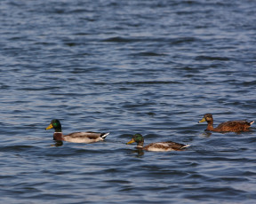 Картинка животные утки