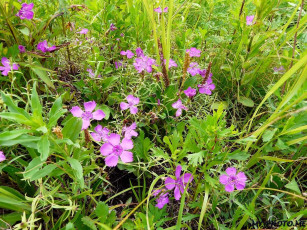 Картинка автор виктор алеветдинов цветы гвоздики