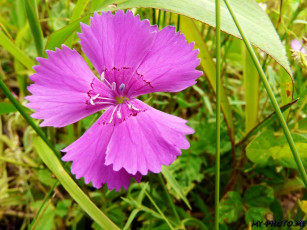 Картинка автор виктор алеветдинов цветы гвоздики