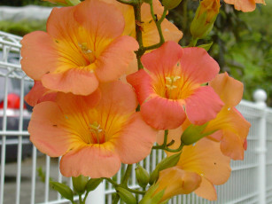 Картинка цветы кампсис текома