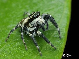 Картинка животные пауки