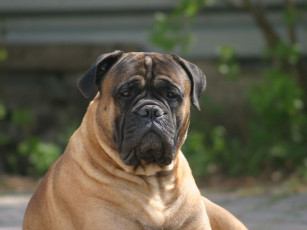 Картинка животные собаки