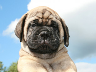 Картинка животные собаки