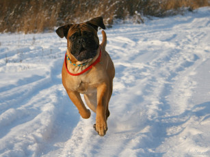 Картинка животные собаки