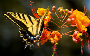 Картинка животные бабочки