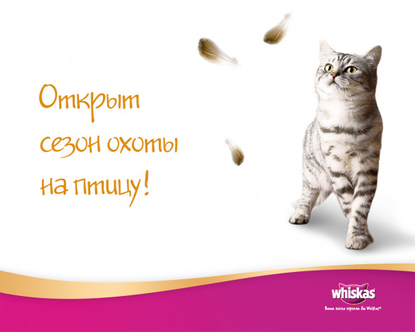 Обои картинки фото бренды, whiskas