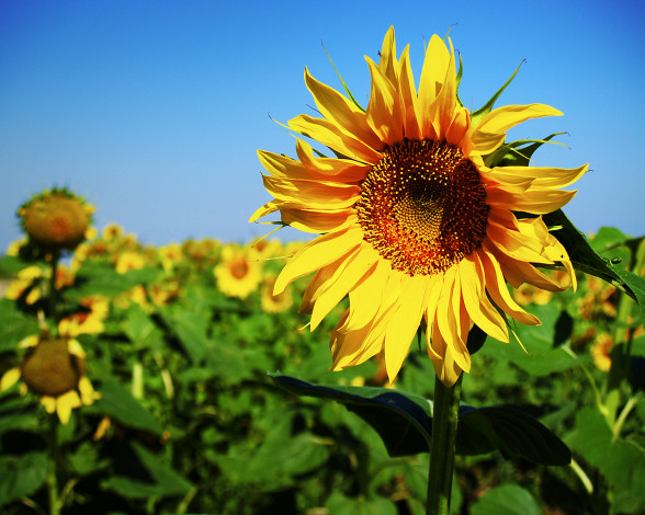 Обои картинки фото цветы, подсолнухи