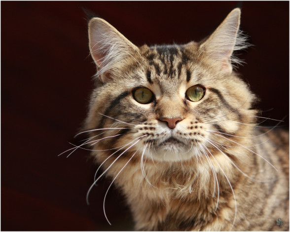 Обои картинки фото животные, коты