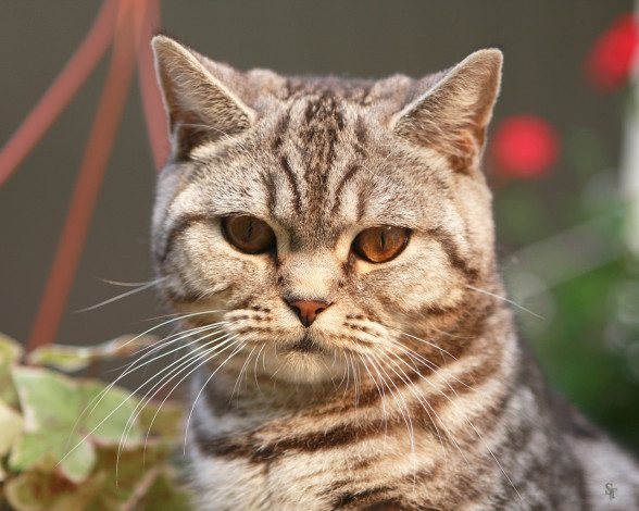 Обои картинки фото животные, коты