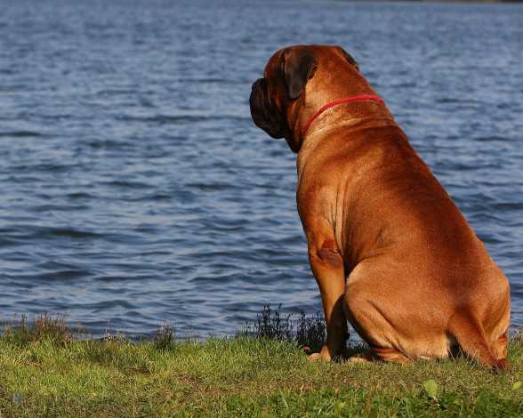Обои картинки фото животные, собаки
