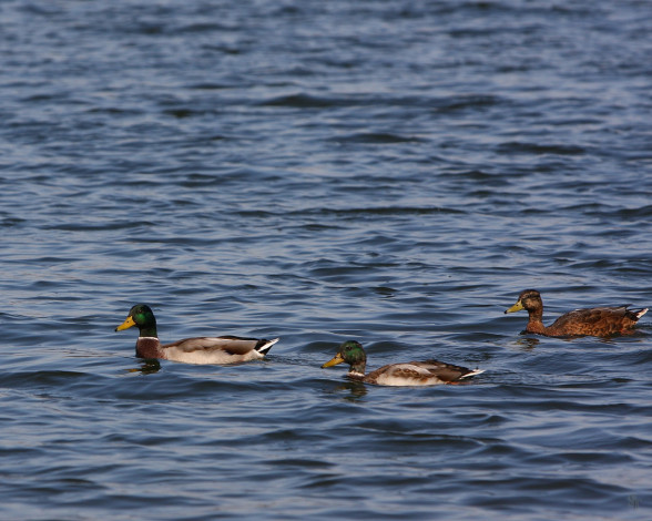 Обои картинки фото животные, утки