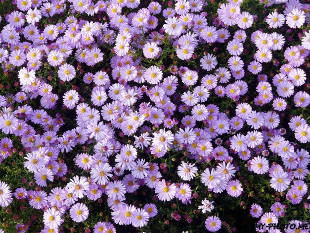 Обои картинки фото автор, виктор, алеветдинов, цветы, астры