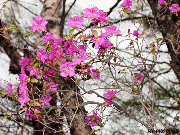 Обои картинки фото автор, виктор, алеветдинов, цветы, рододендроны, азалии