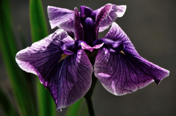 Картинка цветы ирисы сиреневый тёмный
