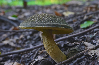 Картинка природа грибы лето лес