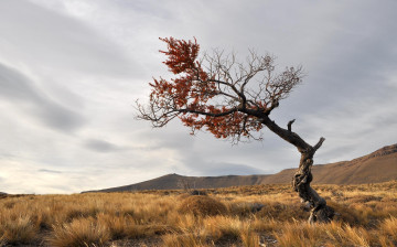 Картинка природа деревья небо поле