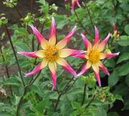 Картинка цветы георгины лепестки