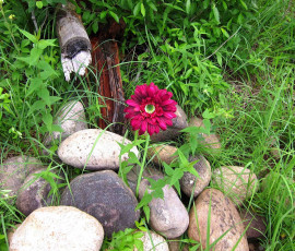 Картинка цветы герберы камни цветок
