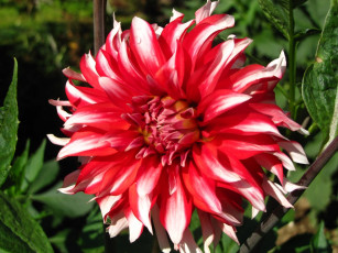 Картинка цветы георгины