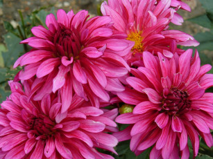 Картинка цветы георгины