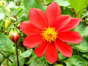 Картинка цветы георгины бутон