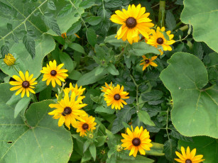 Картинка цветы рудбекия листья желтый