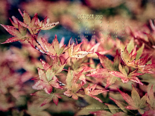 Картинка календари природа осень листья