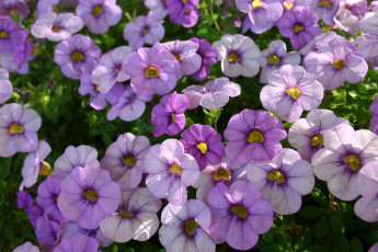 Картинка цветы петунии калибрахоа сиреневый