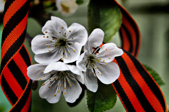 Картинка праздничные день победы георгиевская лента