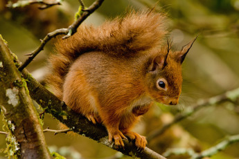 Картинка животные белки рыжая хвост