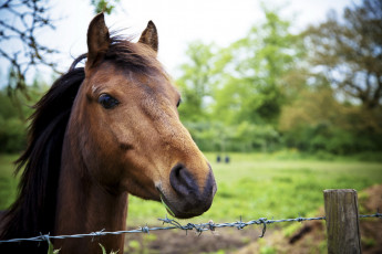 Картинка животные лошади конь природа фон