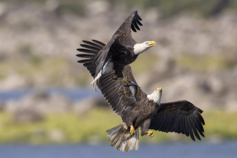 Картинка животные птицы хищники полет орлы