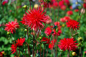 Картинка цветы георгины