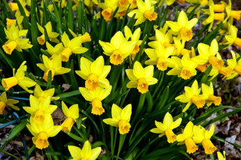 Картинка цветы нарциссы много желтый