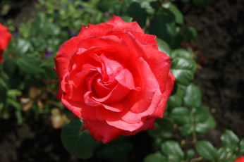 Картинка цветы розы зеленый фон цветок