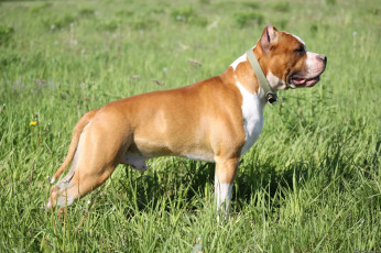 Картинка животные собаки собака