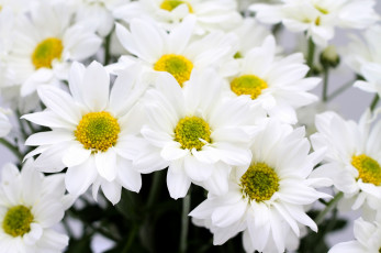 Картинка цветы хризантемы белый лепестки