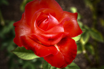 Картинка цветы розы роза