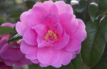 Картинка цветы камелии розовый яркий