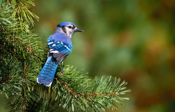 Картинка животные сойки хохолок голубая ветка