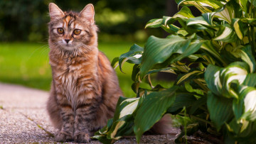 Картинка животные коты кот