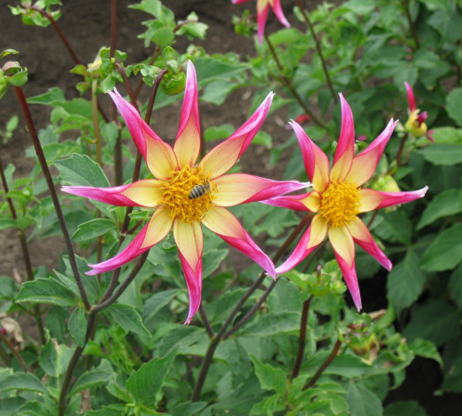 Обои картинки фото цветы, георгины, лепестки