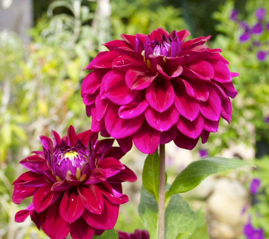 Обои картинки фото цветы, георгины