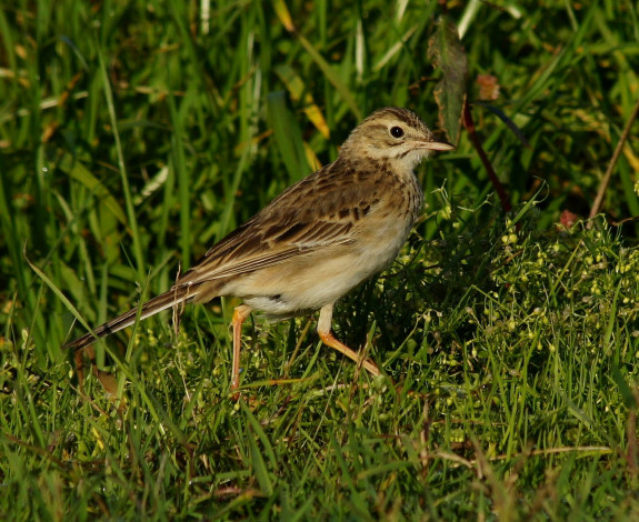 Обои картинки фото животные, воробьи, воробей