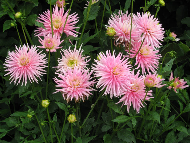 Обои картинки фото цветы, георгины