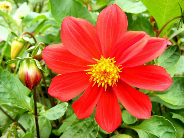 Обои картинки фото цветы, георгины, бутон