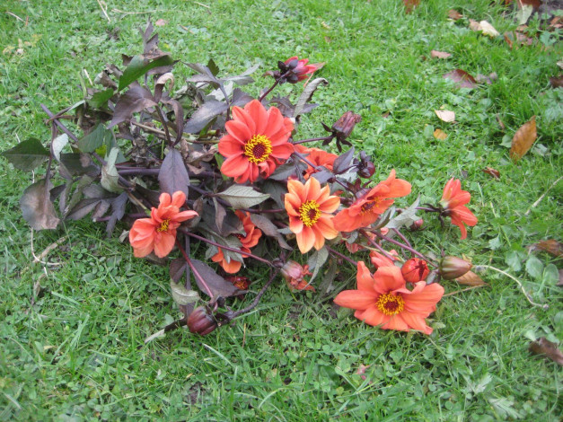 Обои картинки фото цветы, георгины, трава