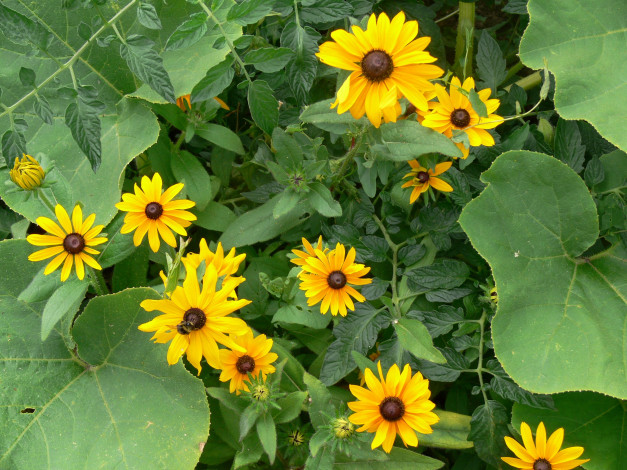 Обои картинки фото цветы, рудбекия, листья, желтый